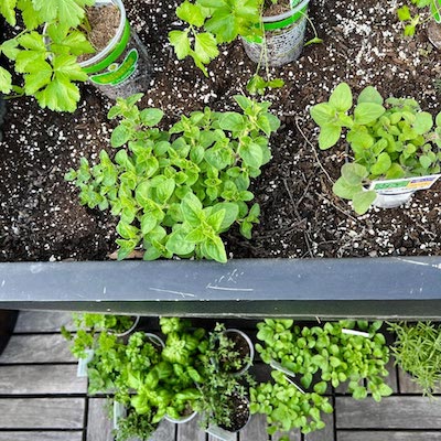 How to Plant the Perfect Herb Garden