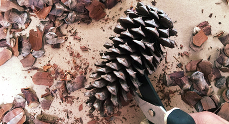 Cut the Pinecones for Flowers