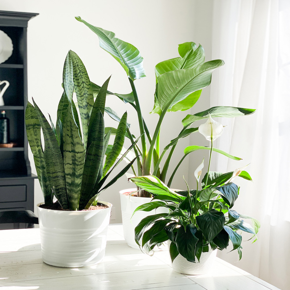 3 Plants on a table