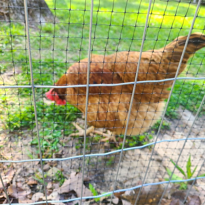 A chicken inside of a fence.