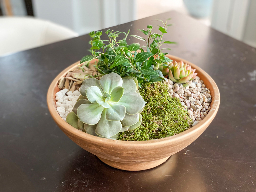 Picture of group of succulents in a bowl on a brown table