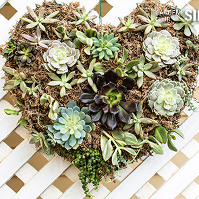 DIY Succulent Heart