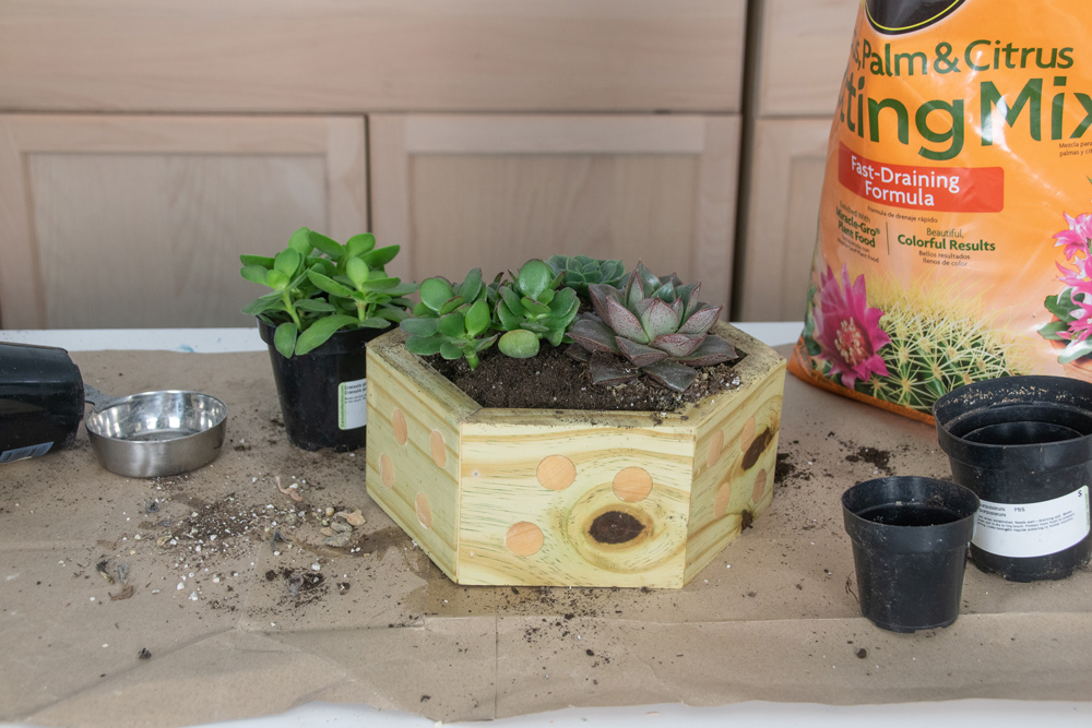  A hexagonal planter with potting soil and succulents added inside.
