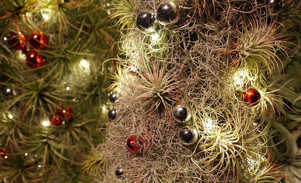 Air plants with small ornaments in them. Air plants with small ornaments in them.