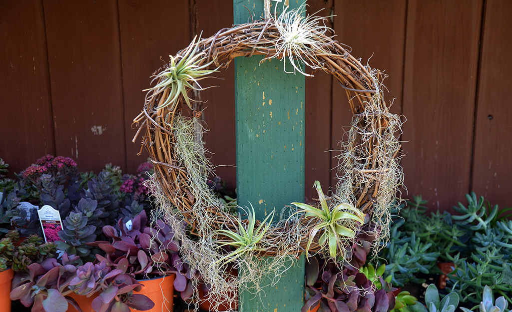 A wreath decorated with air plants. A wreath decorated with air plants.