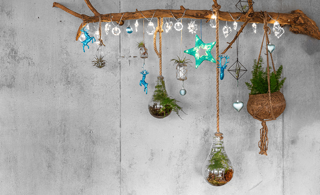 Air plants hanging from a branch. Air plants hanging from a branch.
