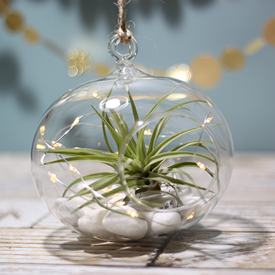 Christmas Decorating Made Simple with Air Plants
