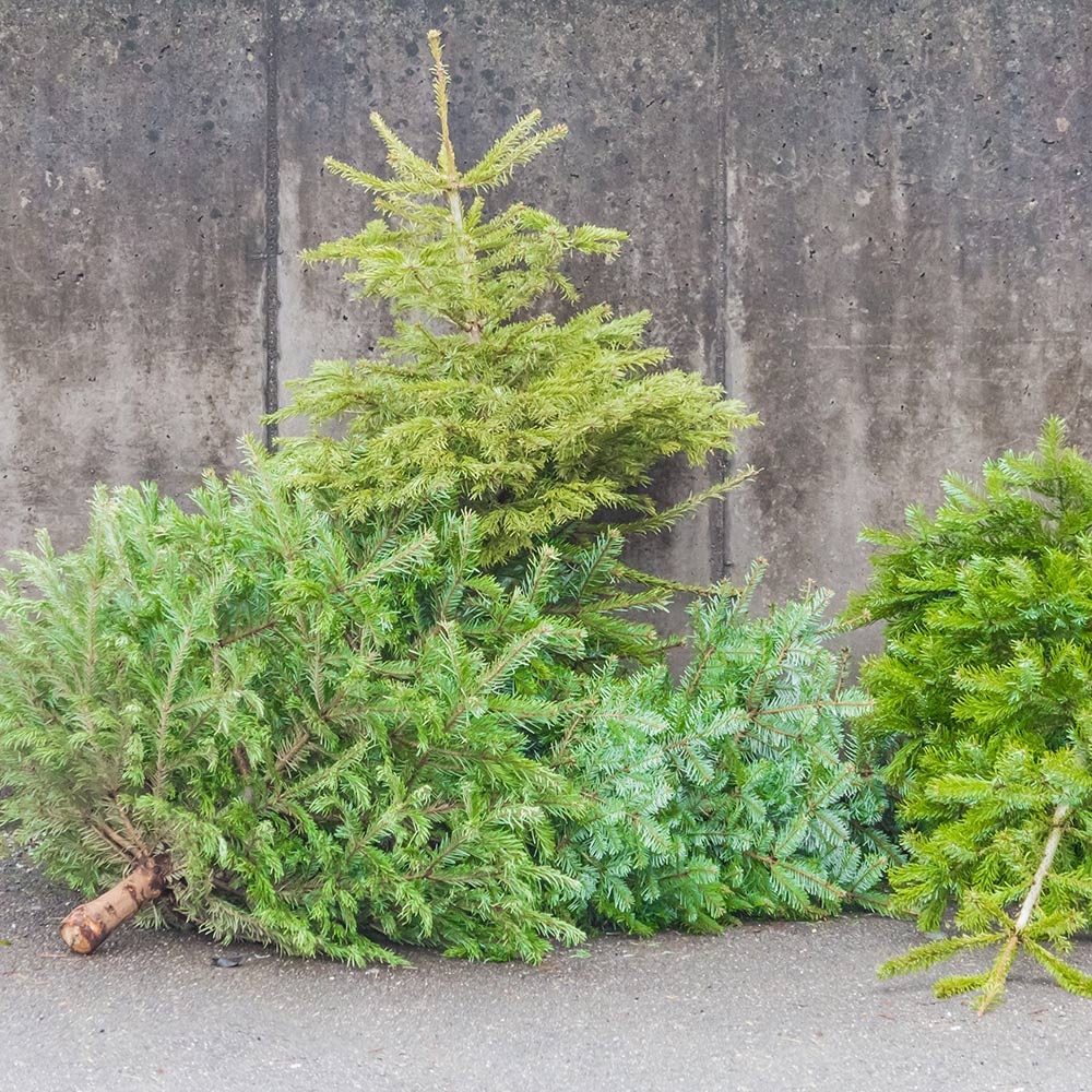 Christmas Tree Recycling The Home Depot