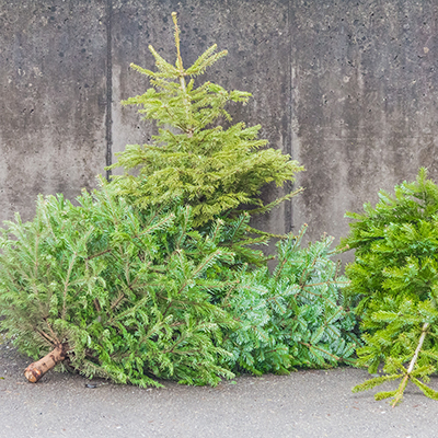Christmas Tree Recycling - The Home Depot