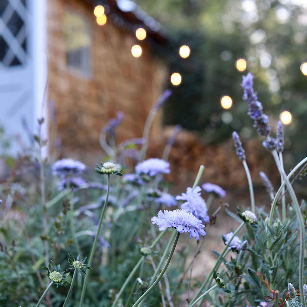 Purple Flowers with a house behind them Purple Flowers with a house behind them