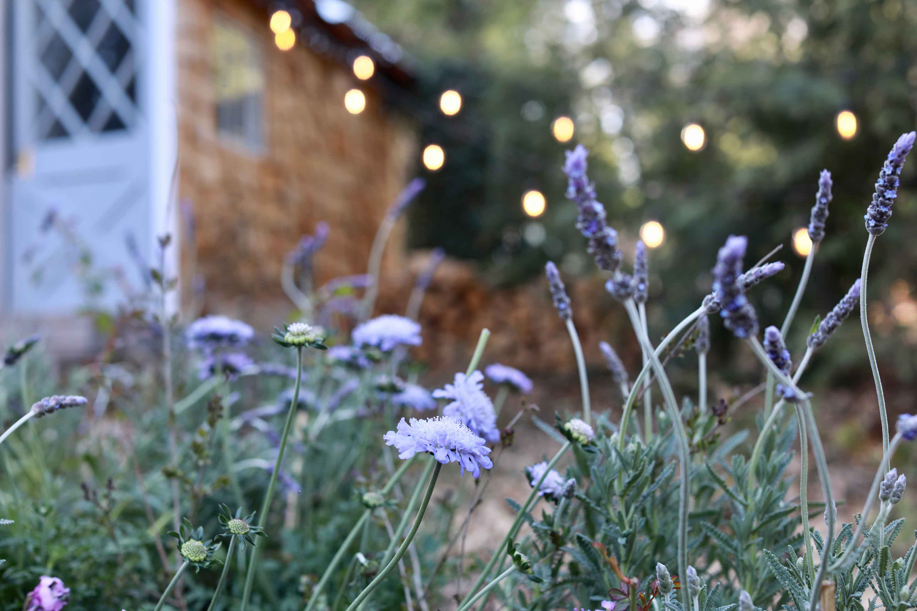 When and How to Plant Wildflower Seeds to Rewild Your Yard