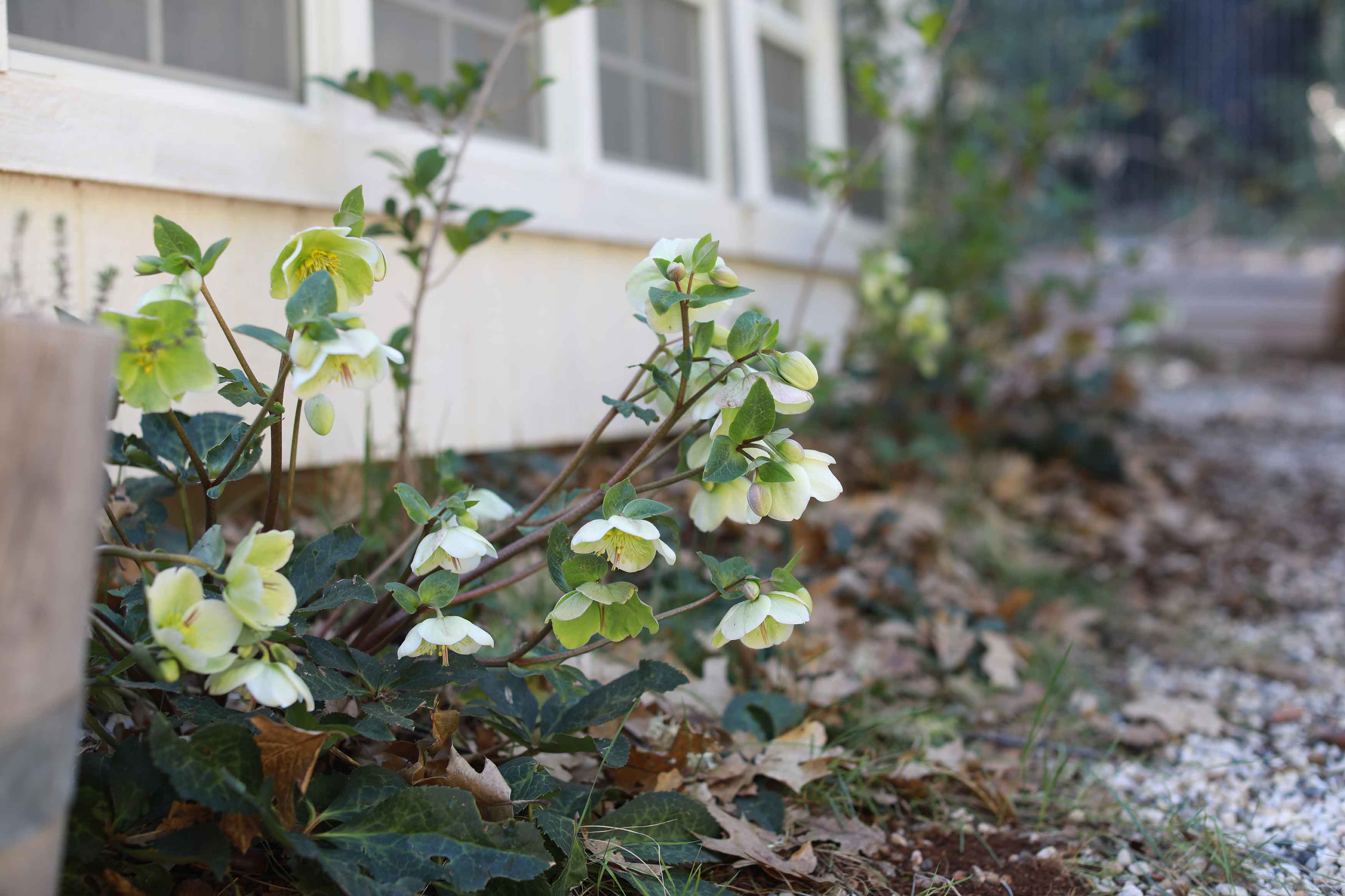 white flowers up against the wall of the house white flowers up against the wall of the house