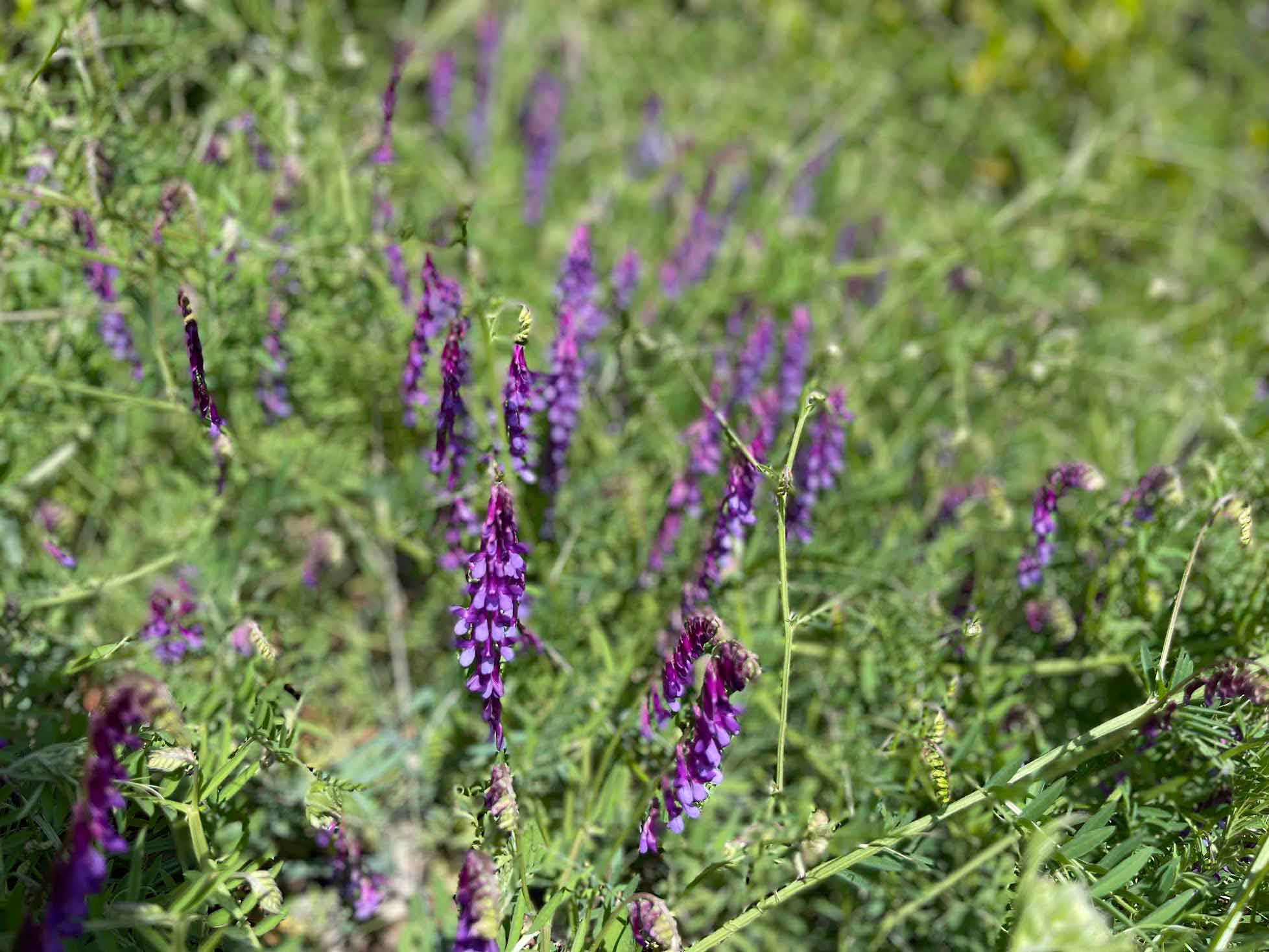 Purple flowers in the wild Purple flowers in the wild