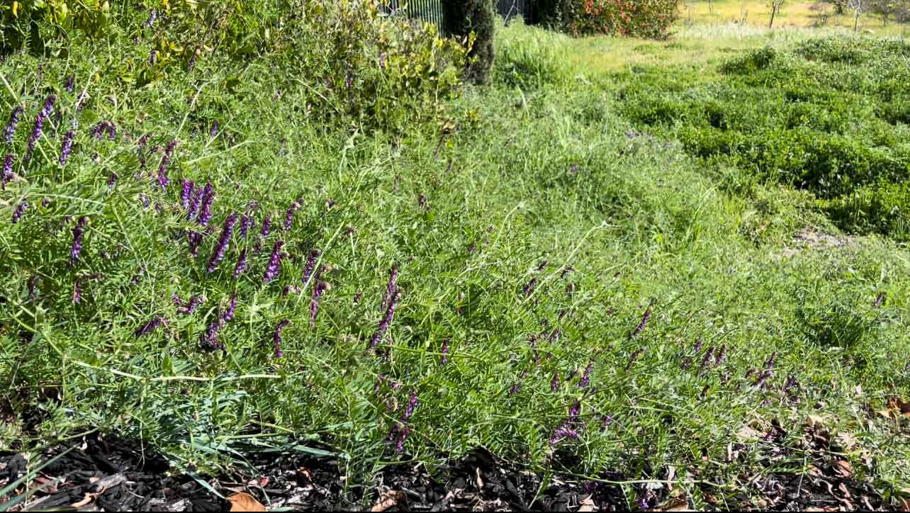 Flourishing purple wild flowers Flourishing purple wild flowers
