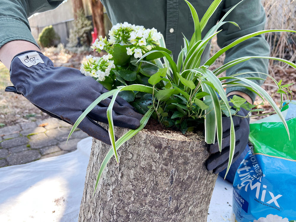 Hands with gardening gloves adding plants into a tree stump planter. Hands with gardening gloves adding plants into a tree stump planter.