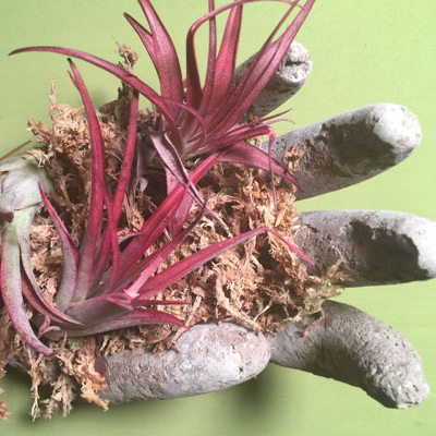 Create a Hypertufa Cement Planter in the Shape of a Hand