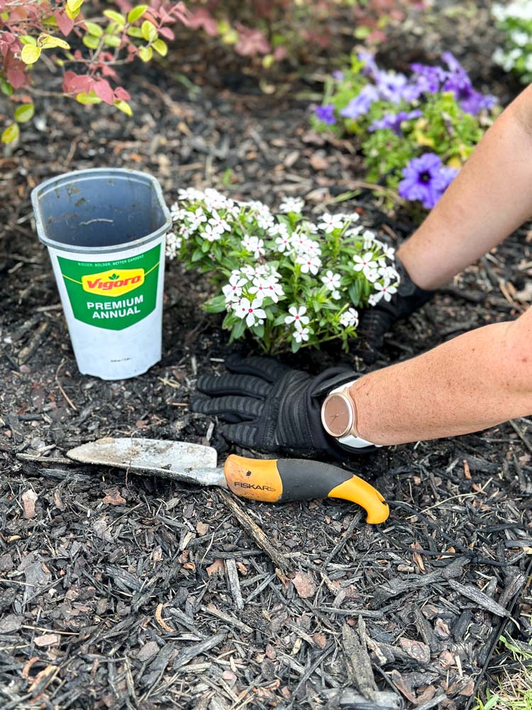 Hands planting white flower push in black mulch with Vigoro Premium Annual container sitting to the left.