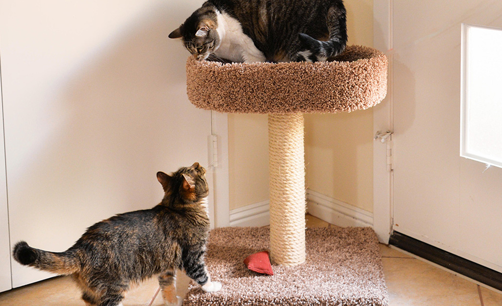 Two cats using a cat tree and scratching posts.