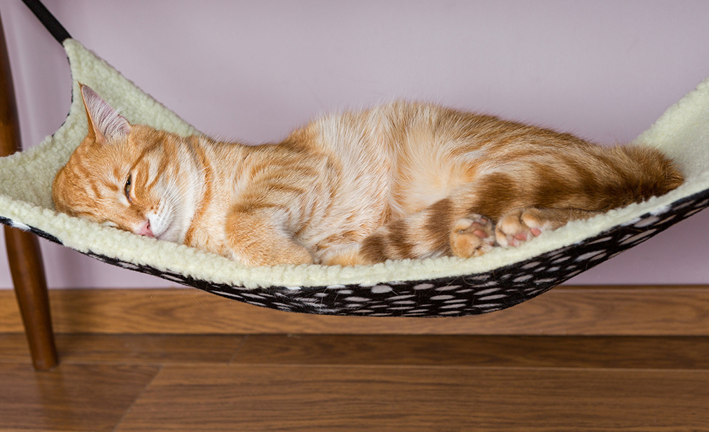 Cat snoozing in a hammock.