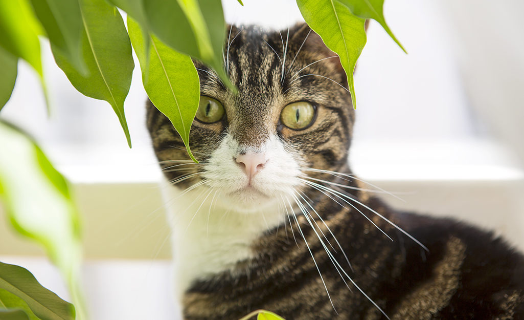 Cat peeking out from green artificial plants.