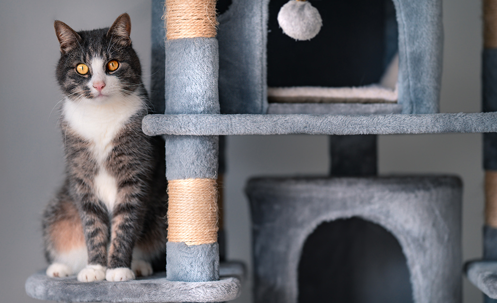 Cat standing on an elevated DIY cat condo.