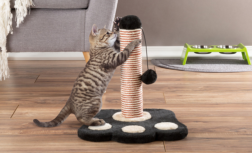 Cat sharpening its claws on a rope-covered DIY cat scratching post.