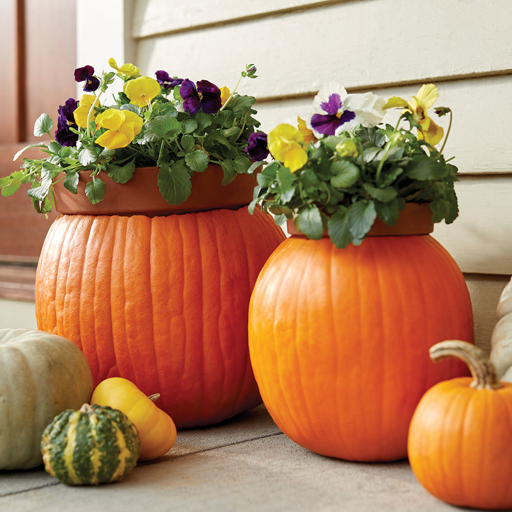 Flowers planted inside a pumpkin.