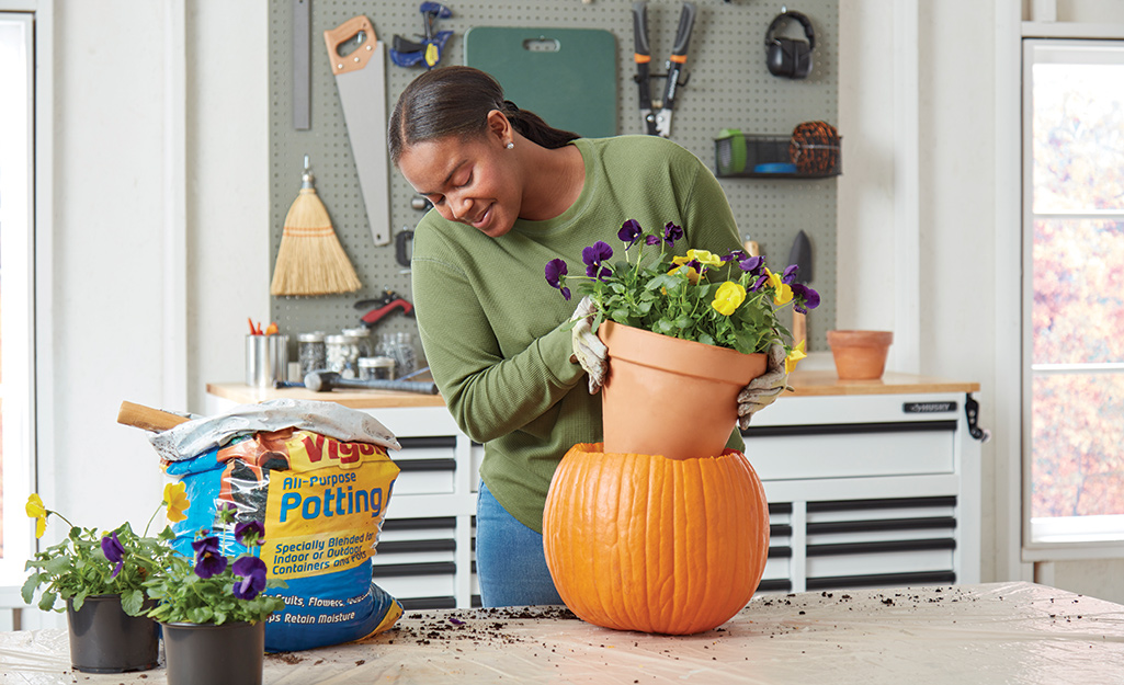 Someone placing a potted plants into a fresh pumpkin shell.