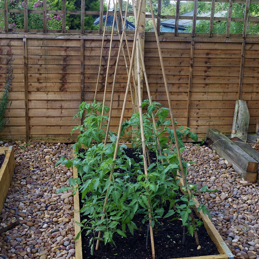 Bamboo trellises support tomato vines growing in a vegetable garden bed next to a wooden fence.