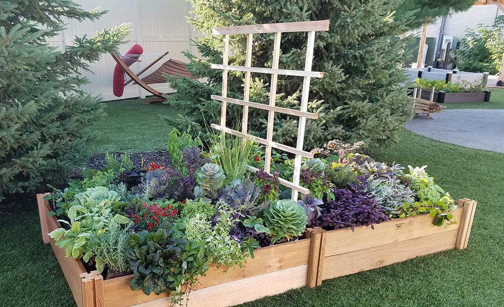 A trellis stands in the middle of a garden bed where cabbage, herbs and other plants grow.