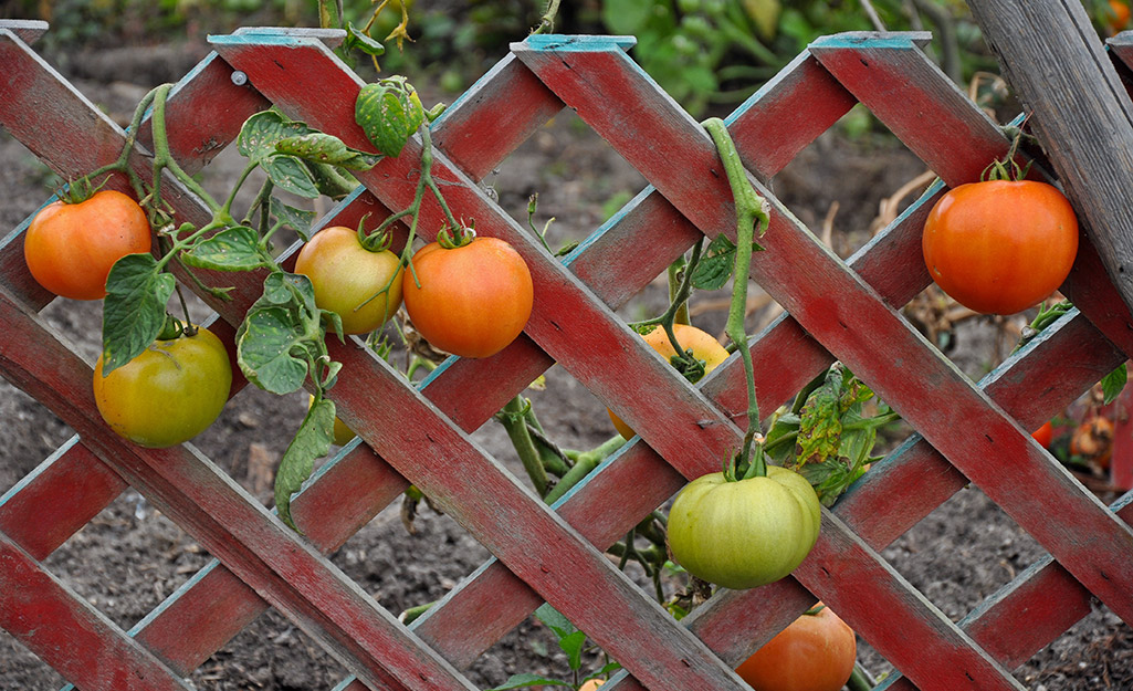 Tomatoes hang from vines supported by a latticework trellis.