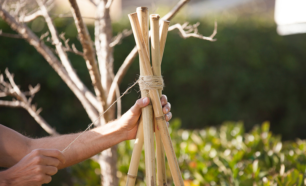 A person ties twine around the ends of four piece of bamboo to make a trellis.