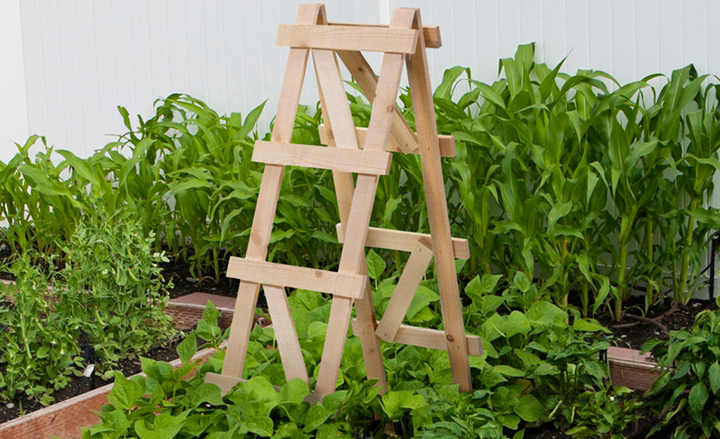 Running bean plants grow at the base of a wooden ladder-style trellis in a garden bed next to corn and peppers.