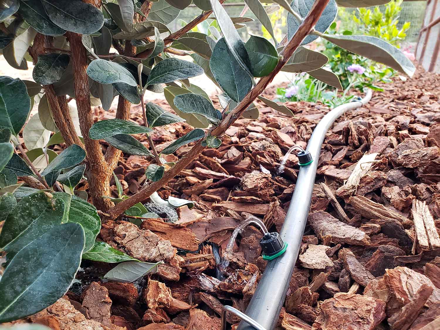 irrigation system hidden in the mulch irrigation system hidden in the mulch
