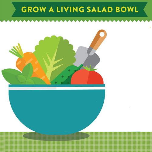 Grow a Living Salad Bowl Grow a Living Salad Bowl