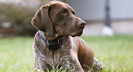 Dog with Flea collar