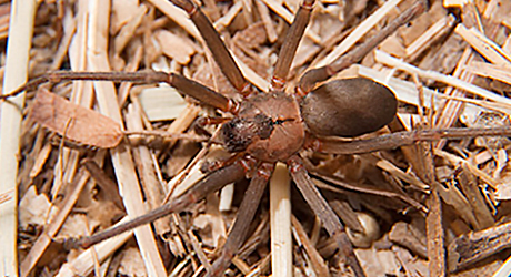 How To Get Rid Of Spiders The Home Depot