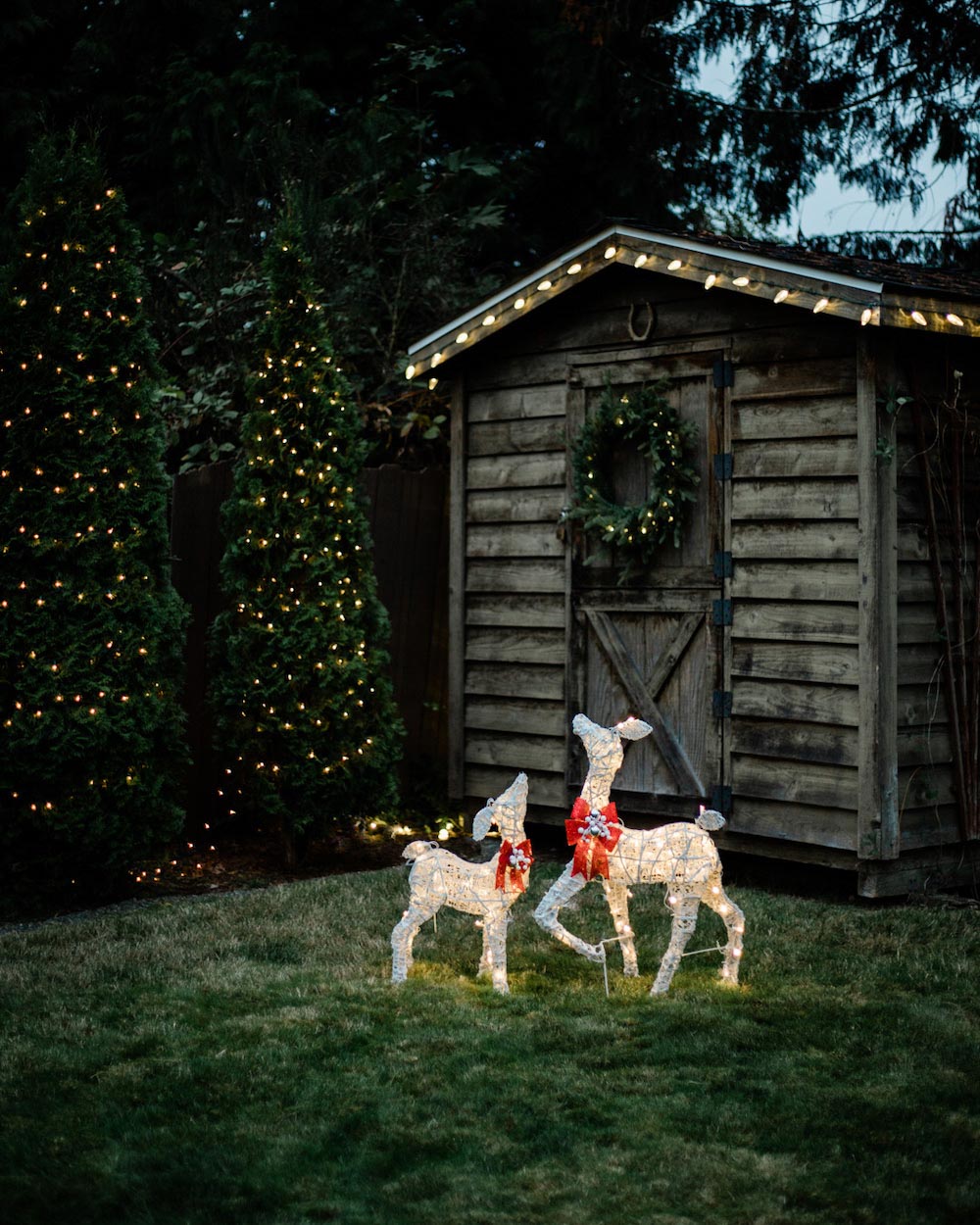Outdoor shot of two holiday reindeer in the yard in front of a wooden shed