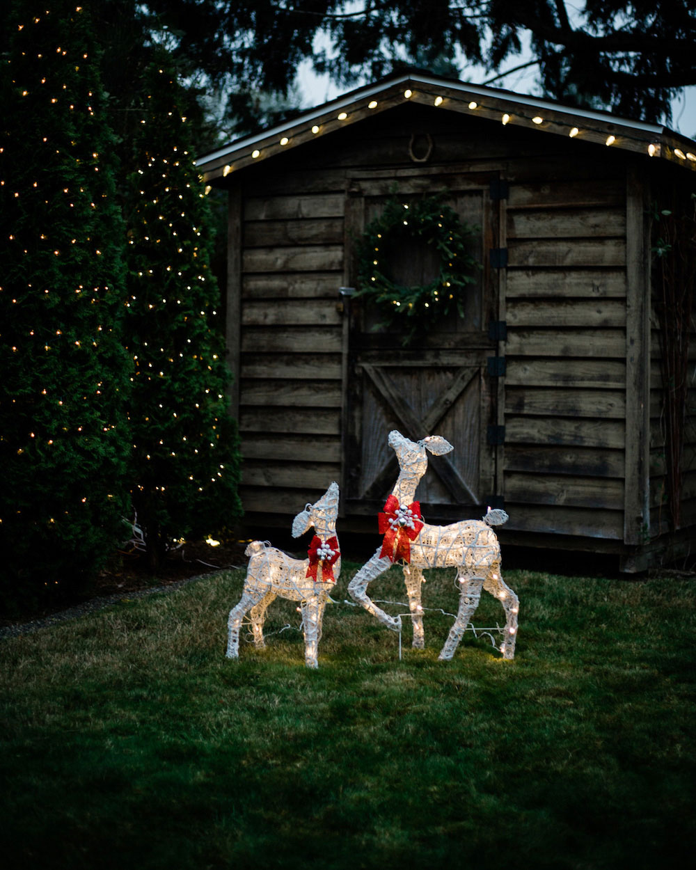 Outdoor shot of two holiday reindeer in the yard in front of a wooden shed
