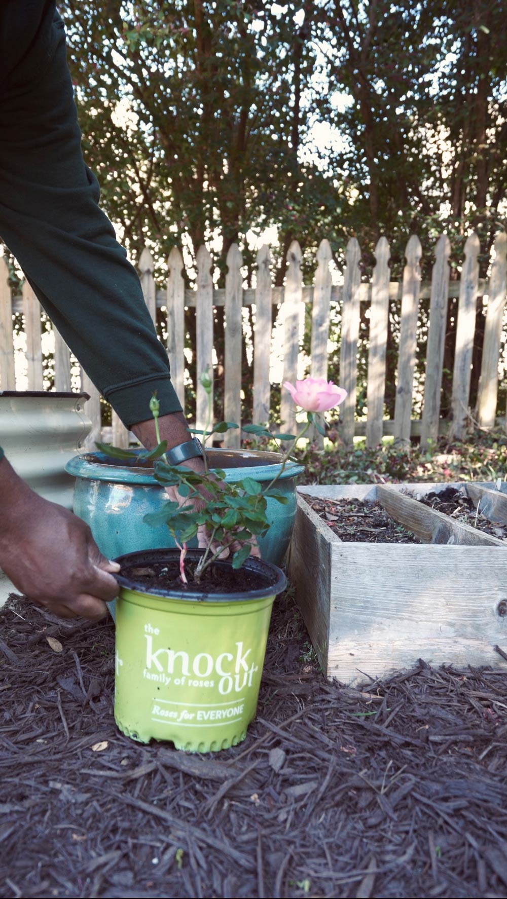A person placing a bucket of knock-out roses in a garden.