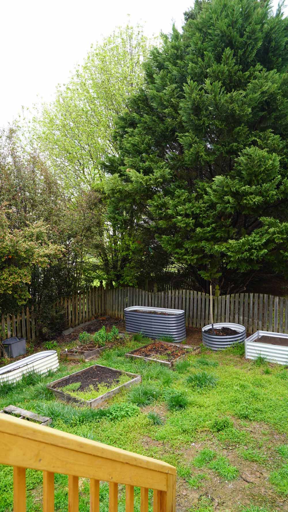 Backyard garden overgrown with weeds.