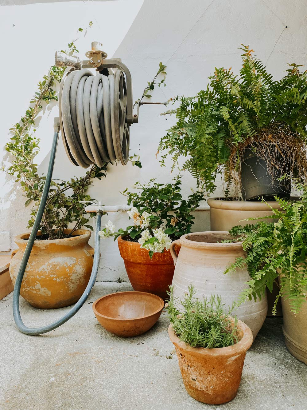 Several plants in clay pots near a garden hose on a wall. Several plants in clay pots near a garden hose on a wall.