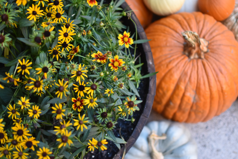 Closeup of yellow flowers next to a few pumpkins. Closeup of yellow flowers next to a few pumpkins.