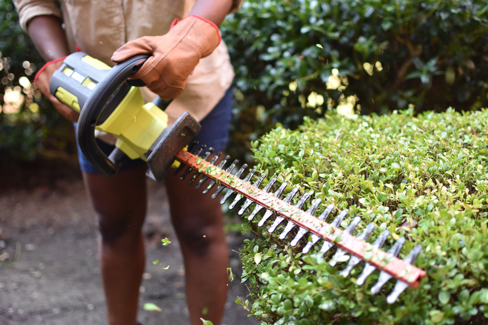 Close up of a woman trimming a hedge with an electric hedge trimmer. Close up of a woman trimming a hedge with an electric hedge trimmer.