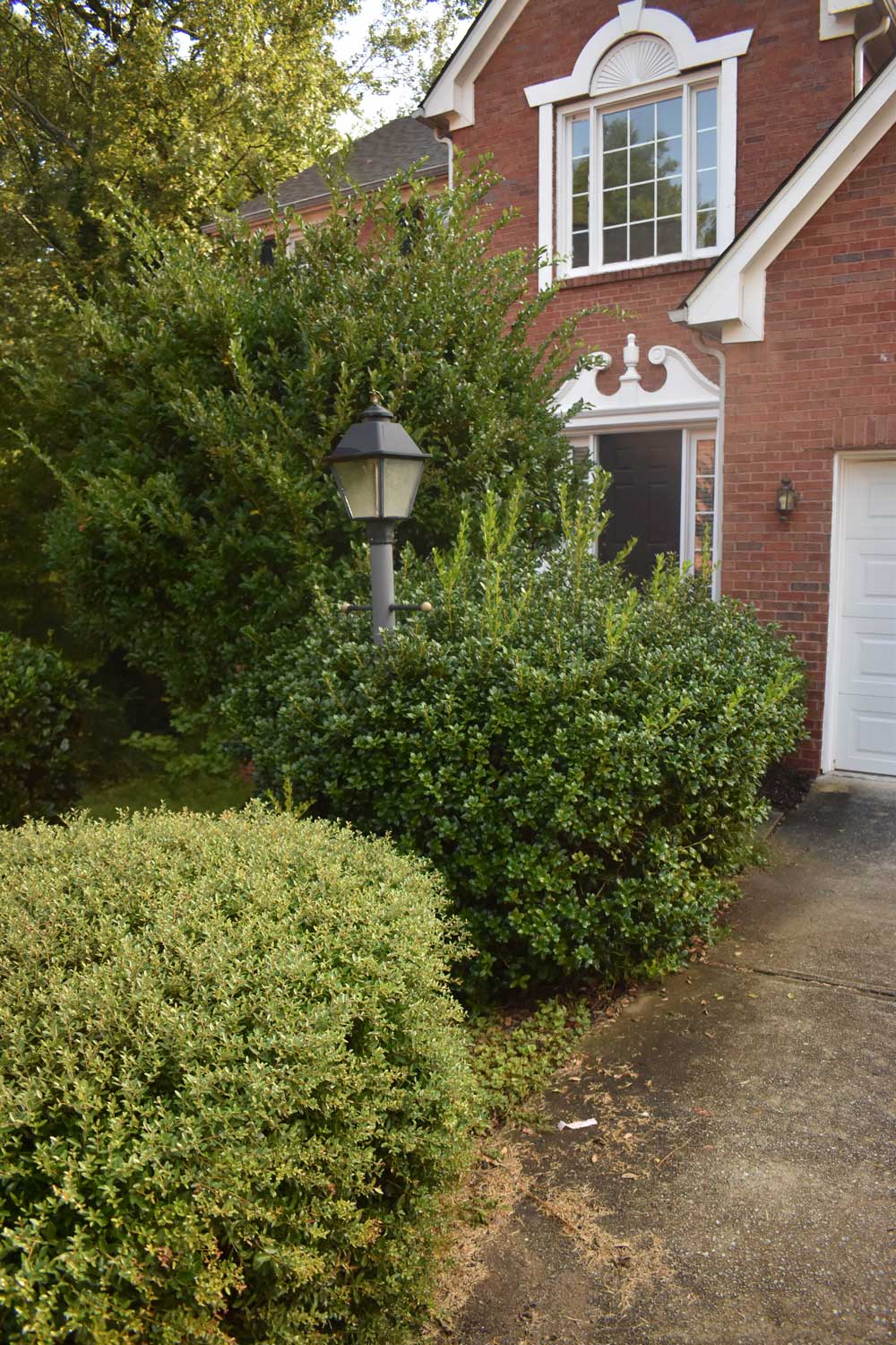 Portrait of an outdoor walkway in front of a house with tall, untrimmed hedges and a lightpost. Portrait of an outdoor walkway in front of a house with tall, untrimmed hedges and a lightpost.