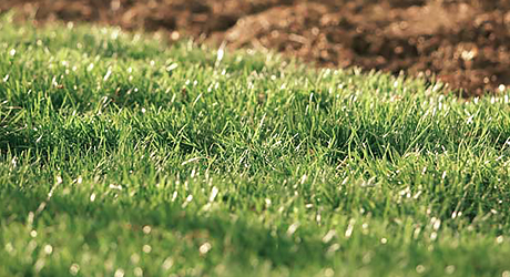 Test Your Turf - Lawn Watering Tips Techniques