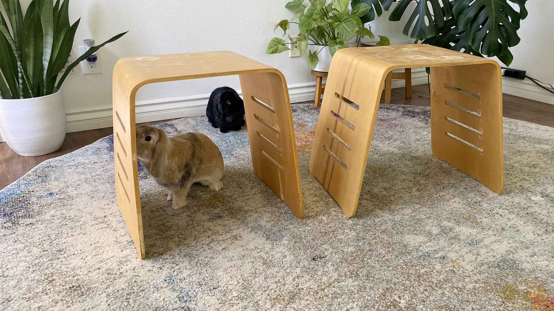 Rabbit under two end tables
