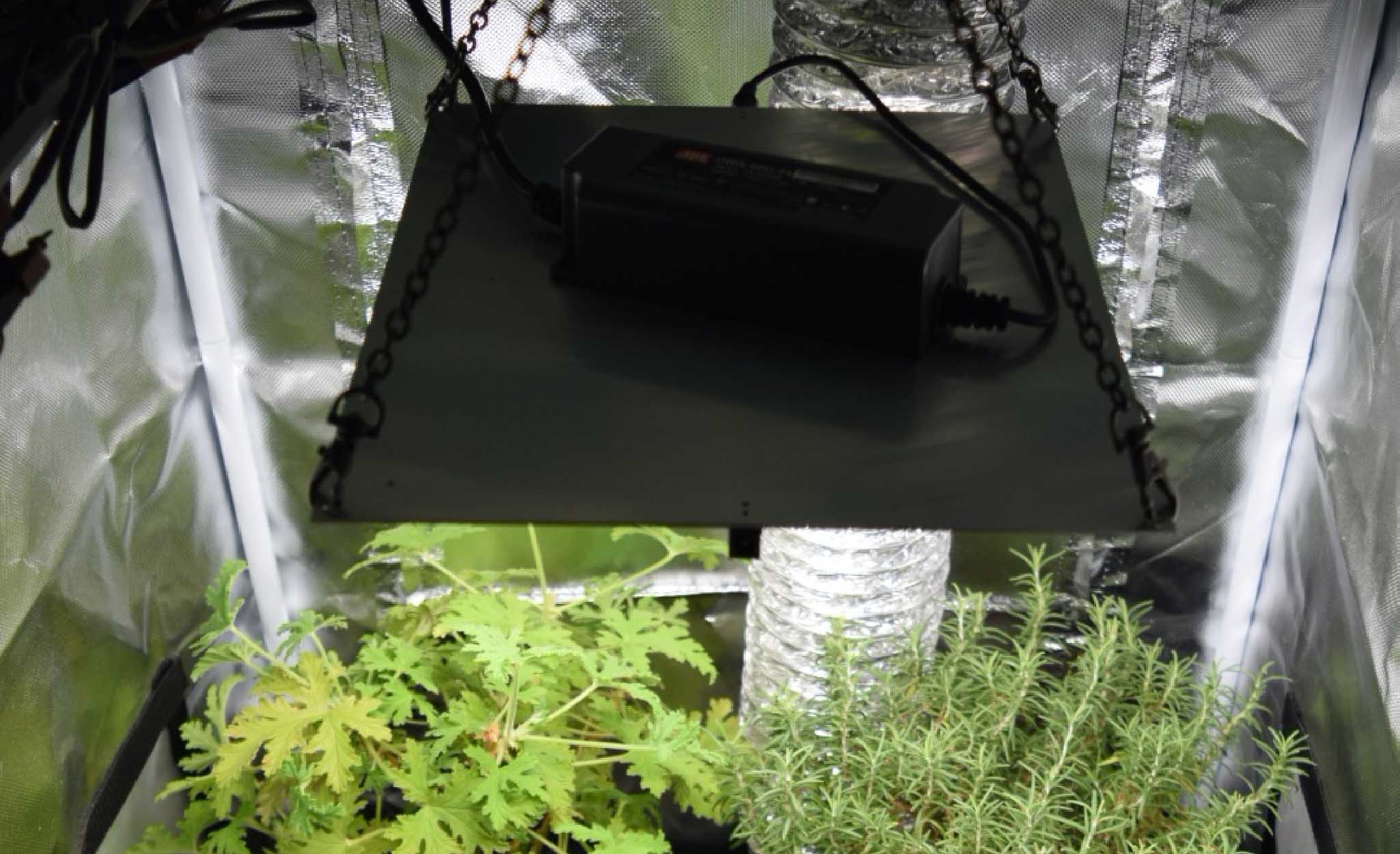 LED grow lighting cultivates plants.