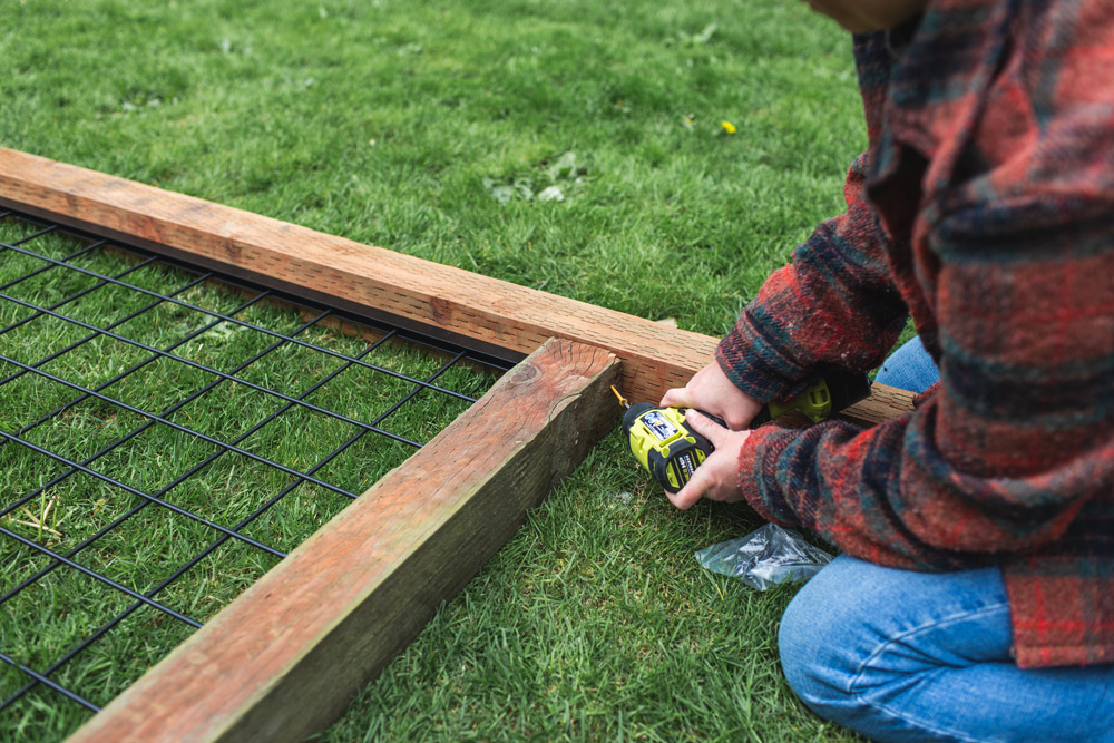 Woman drilling two pieces of trellis together at corners.