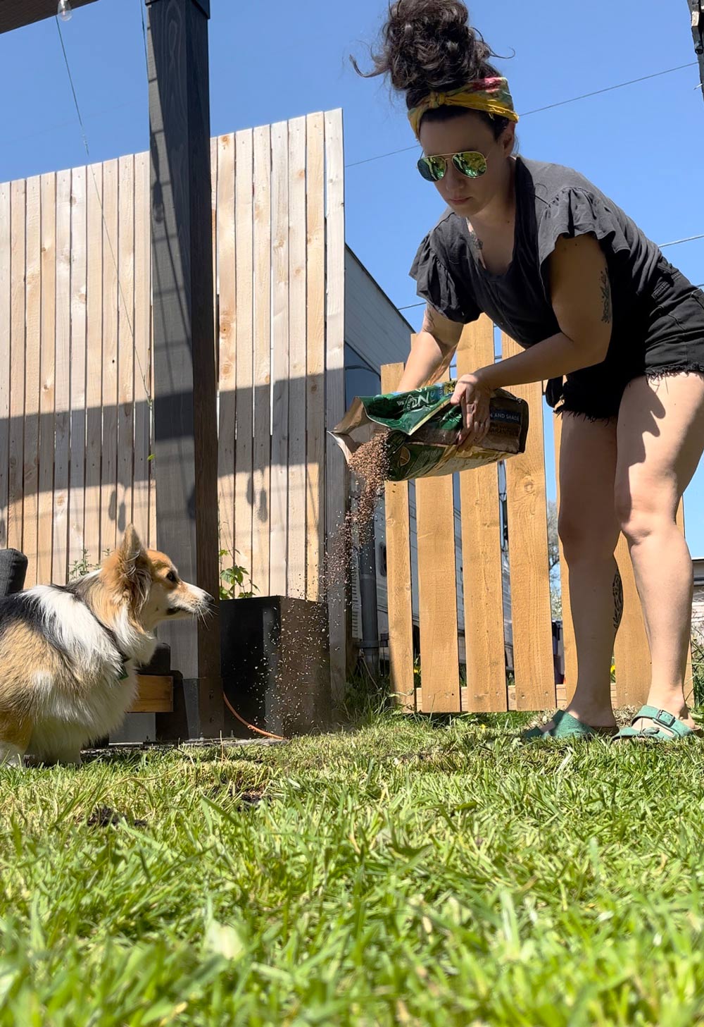 A dog watching a woman pour mulch onto the ground. 